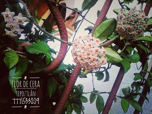 Hotel Flor De Cera à Tepoztlán Extérieur photo